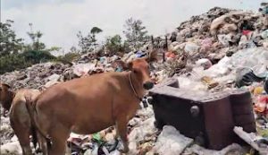Warga Mangun Jaya Desak Bupati Muba Toha Turun Tangan Atasi “Gunung” Sampah di Taman Toga