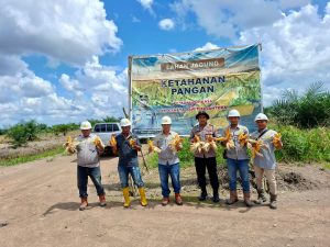 Gugus Tugas Ketapang Polres Banyuasin Sukses Panen Jagung di Lahan PT Agrindo Raya